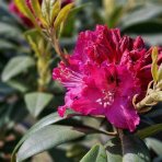 Rododendron hybridný (Rhododendron hybridum) ´MARIE FORTE´ - výška 30-40 cm, kont. C4L